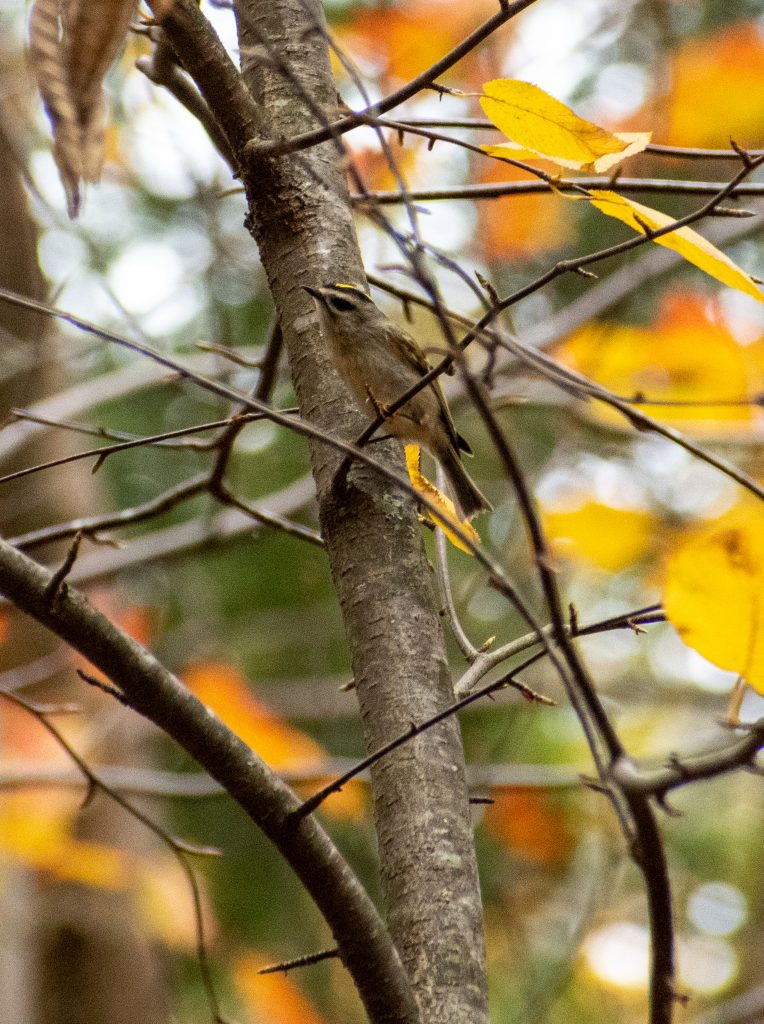 Golden-crowned kinglet, Questing, New Marlborough, Mass. Golden-crowned kinglet, Questing, New Marlborough, Mass.