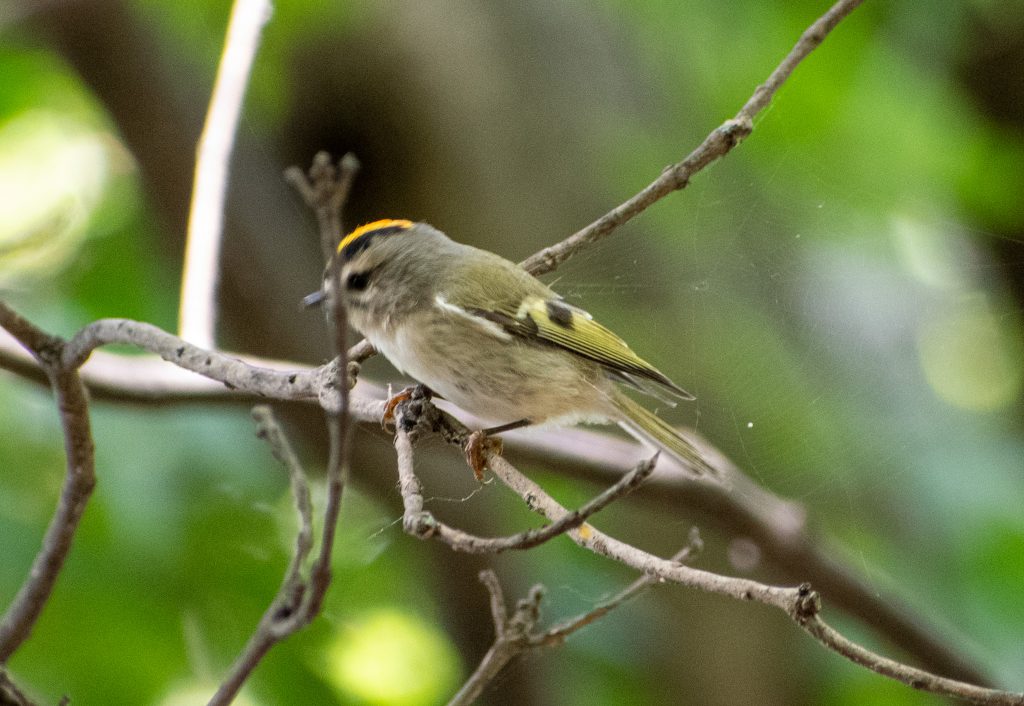 Golden-crowned kinglet, Prospect Park
