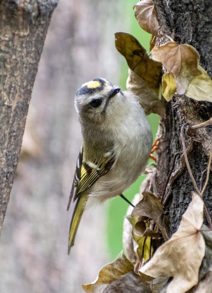 Golden-crowned kinglet, Prospect Park