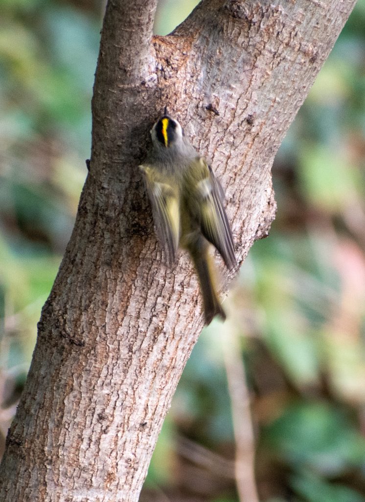 Golden-crowned kinglet, Prospect Park