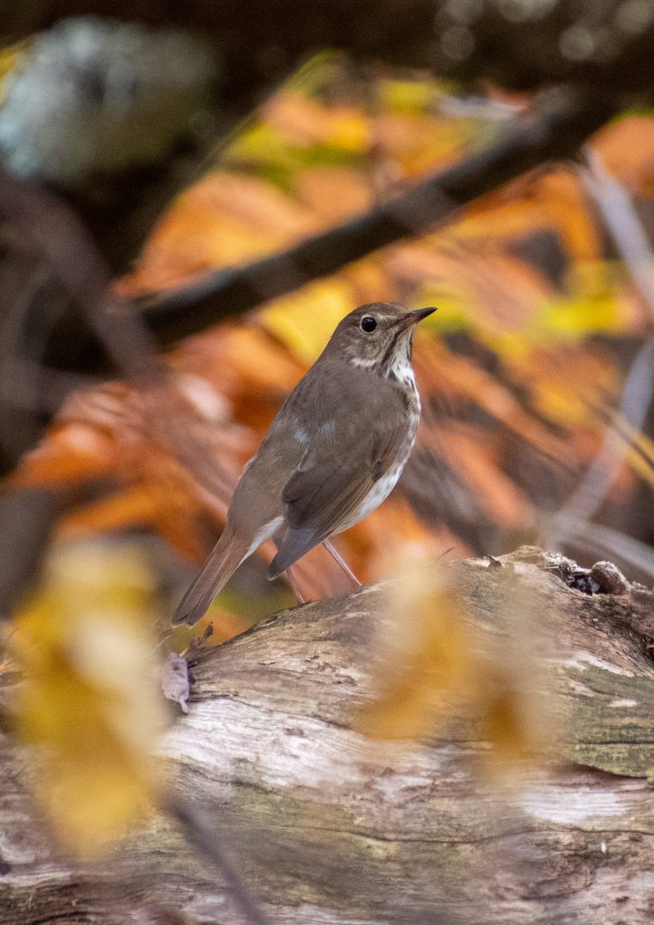 Hermit thrush, Steepletop, New Marlborough, Mass. Hermit thrush, Steepletop, New Marlborough, Mass.