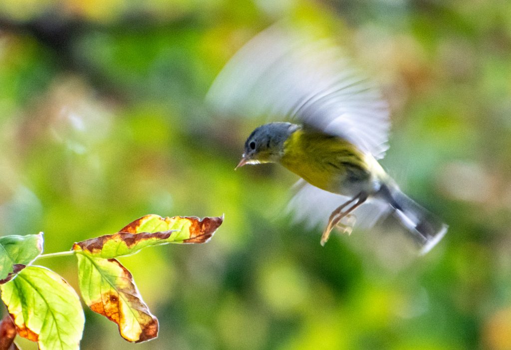 Magnolia warbler, Prospect Park