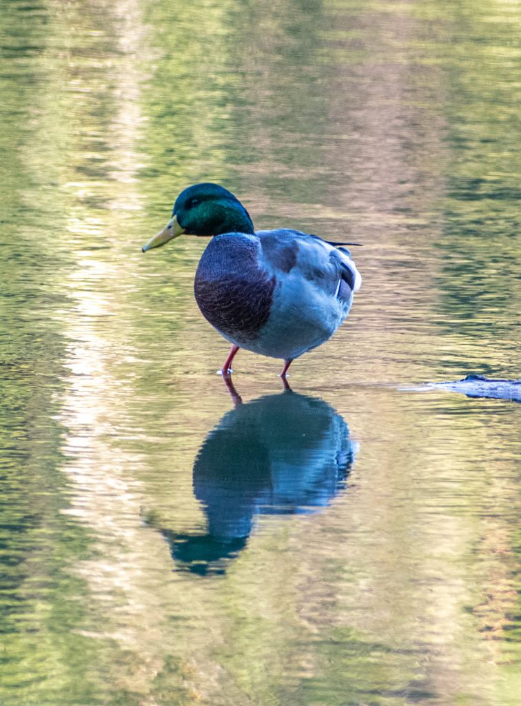 Mallard, Prospect Park