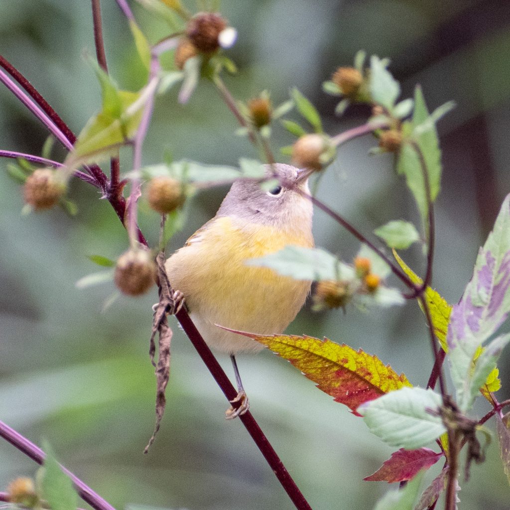 Nashville warbler, Prospect Park Nashville warbler, Prospect Park