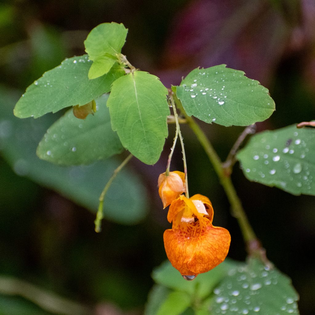 Orange jewelweed, Prospect Park