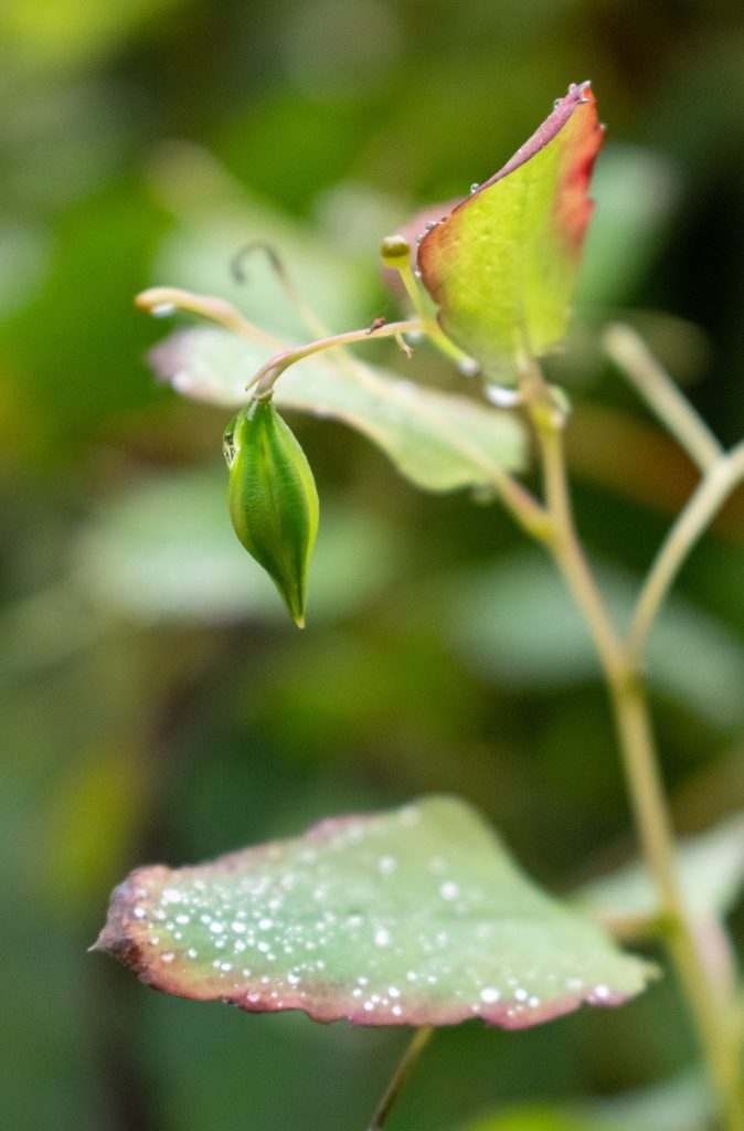 Orange jewelweed, Prospect Park