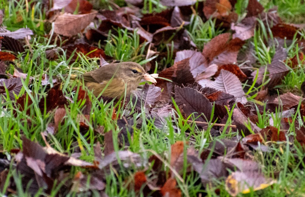 Palm warbler, Prospect Park