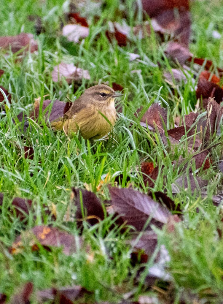 Palm warbler, Prospect Park