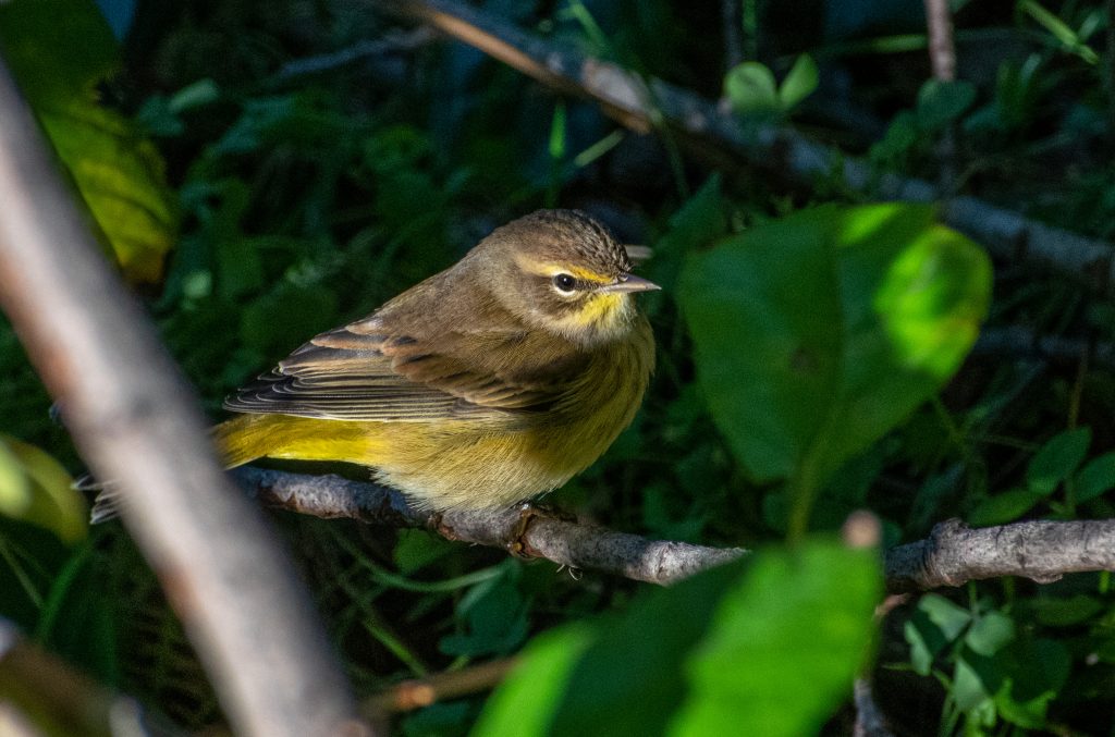 Palm warbler, Green-wood Cemetery