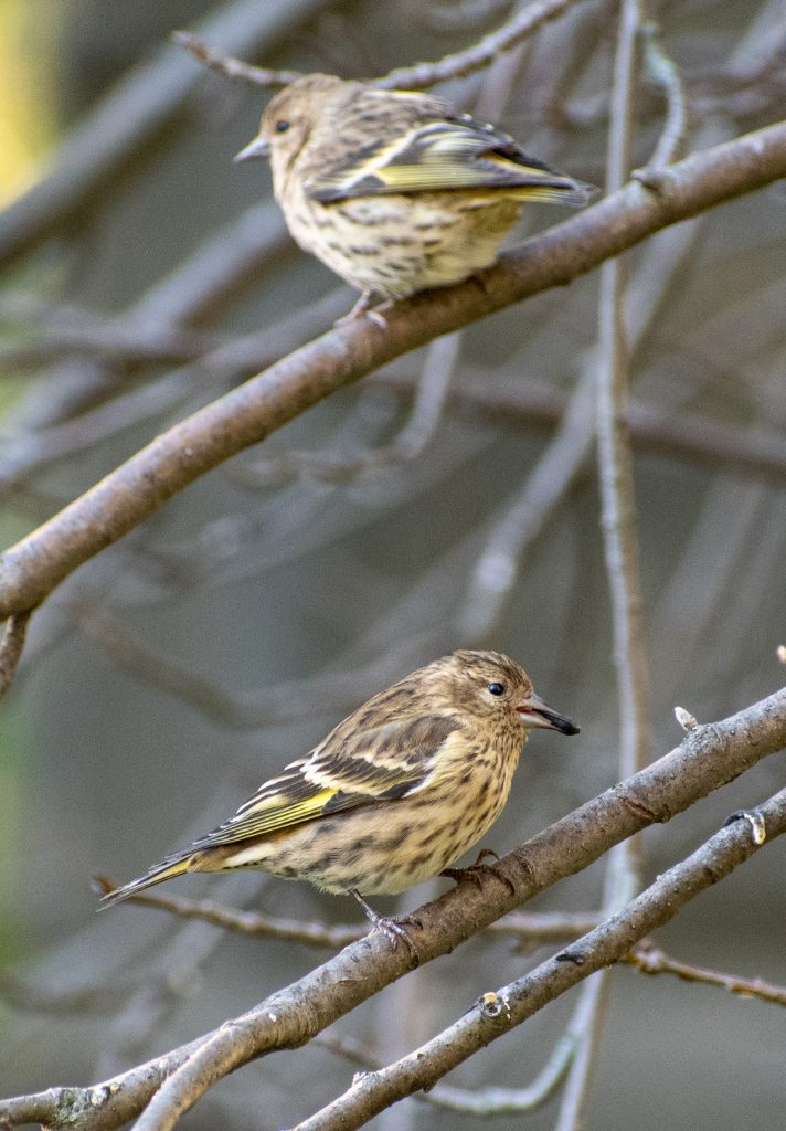 Pine siskins, Green-wood Cemetery
