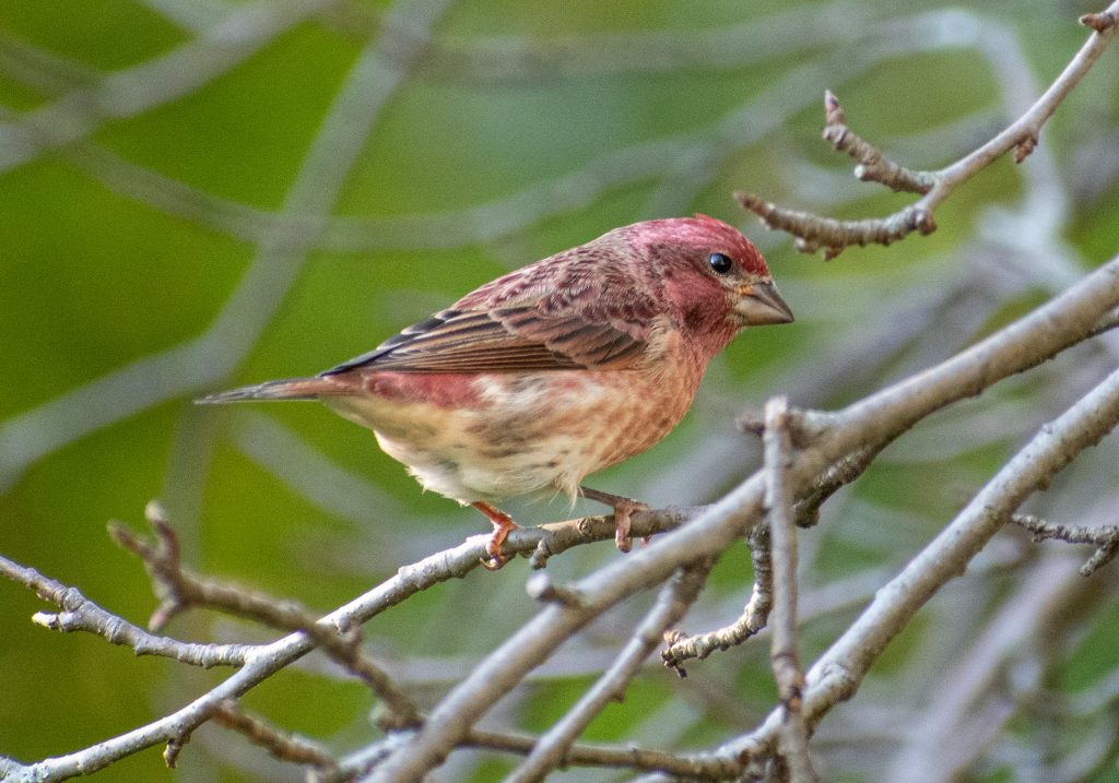 Purple finch, Green-wood Cemetery