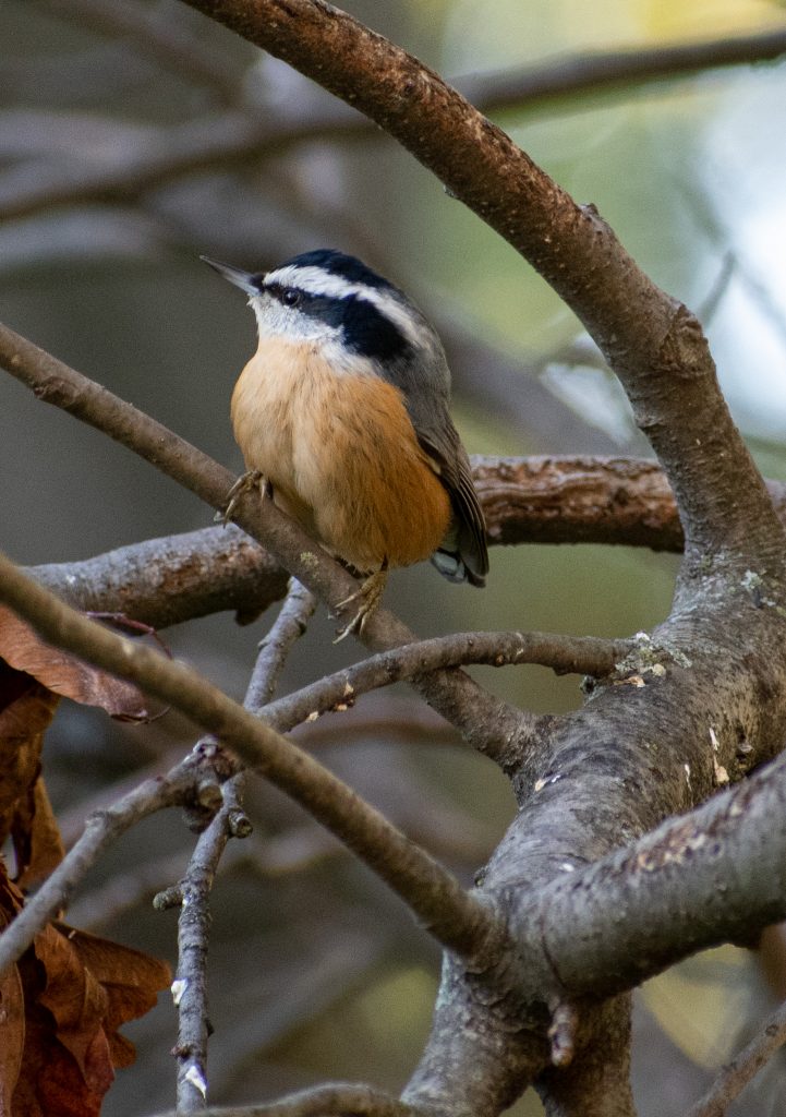 Red-breasted nuthatch, Green-wood Cemetery