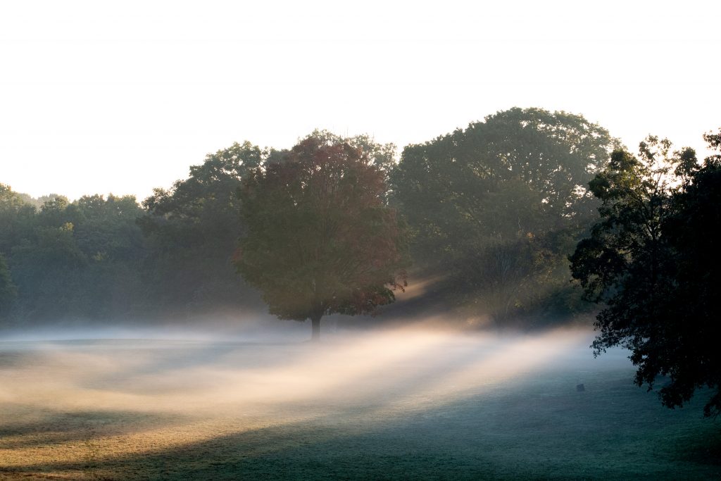 Mist, Prospect Park