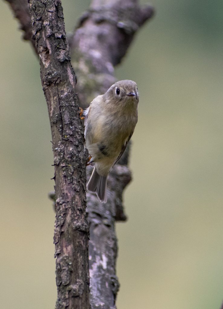 Ruby-crowned kinglet, Prospect Park