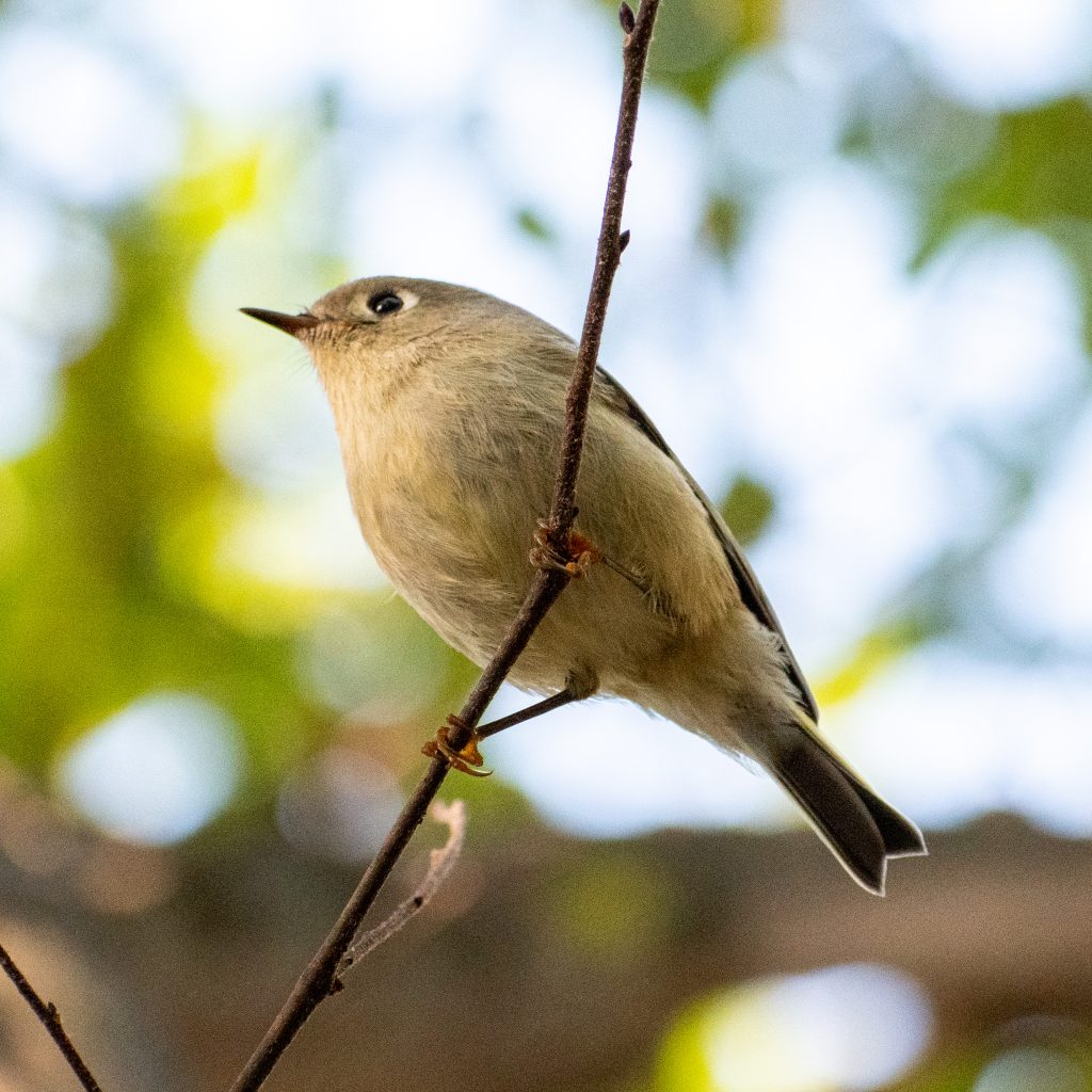 Ruby-crowned kinglet, Prospect Park Ruby-crowned kinglet, Prospect Park