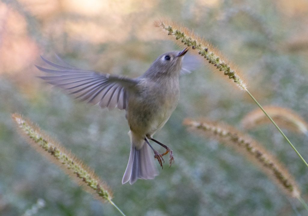 Ruby-crowned kinglet, Green-Wood Cemetery