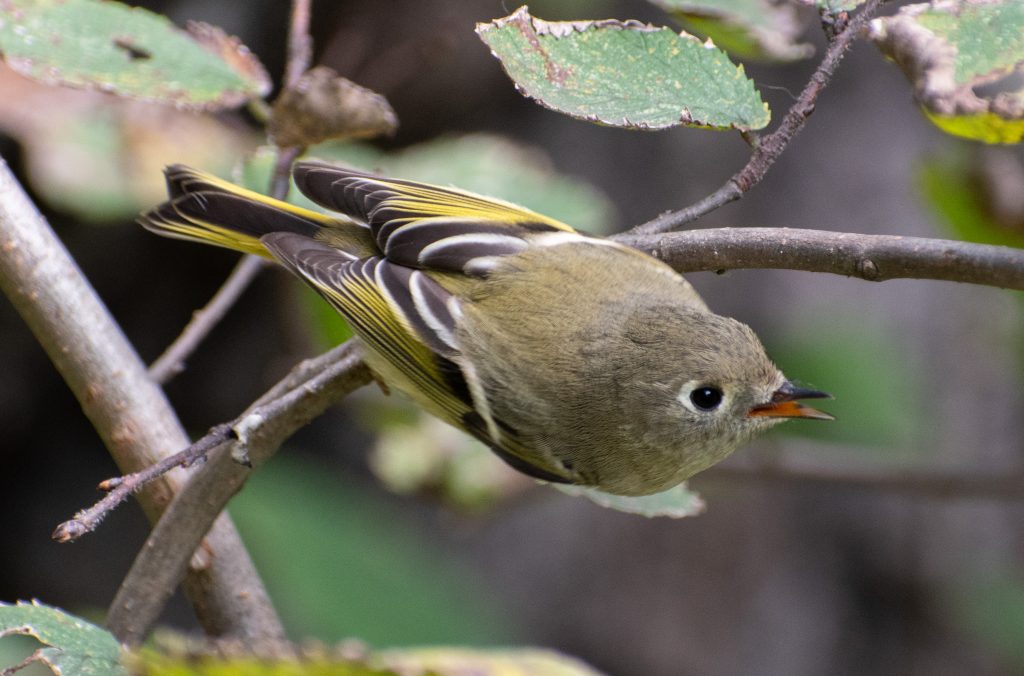 Ruby-crowned kinglet, Prospect Park