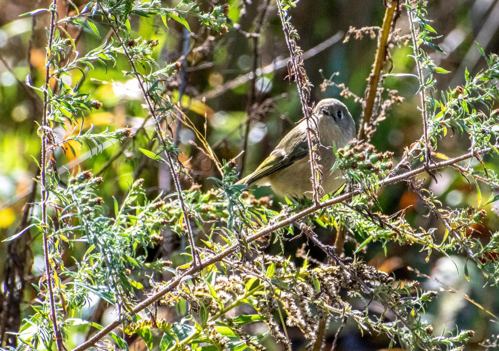 Ruby-crowned kinglet, Prospect Park