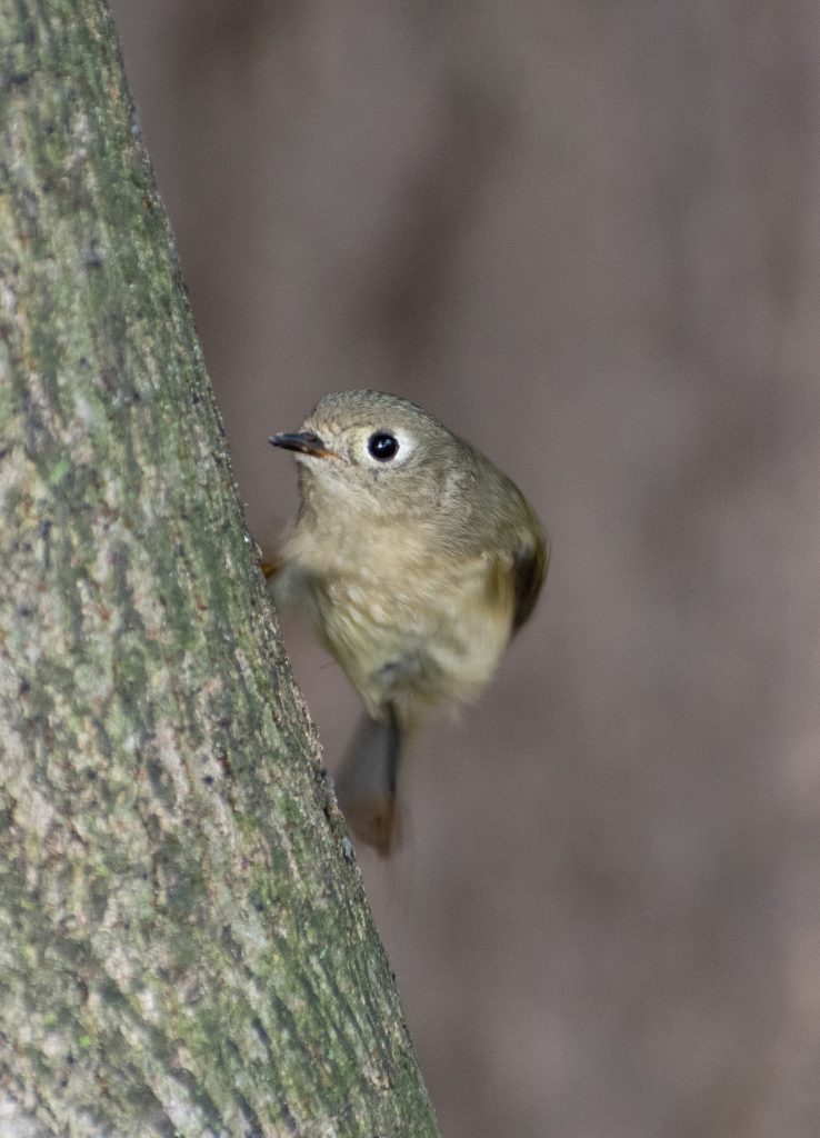 Ruby-crowned kinglet, Prospect Park