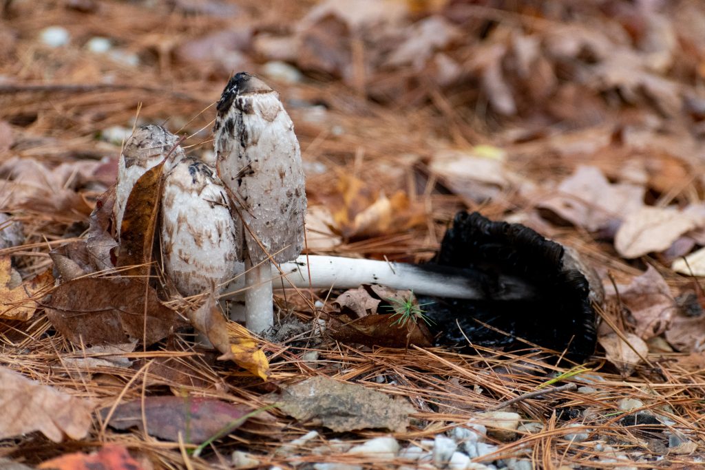 Shaggy mane (before), New Marlborough, Mass.