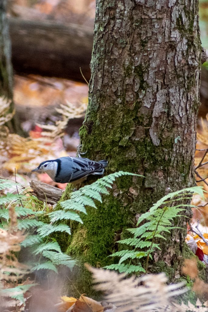 White-breasted nuthatch, New Marlborough, Mass. White-breasted nuthatch, New Marlborough, Mass.