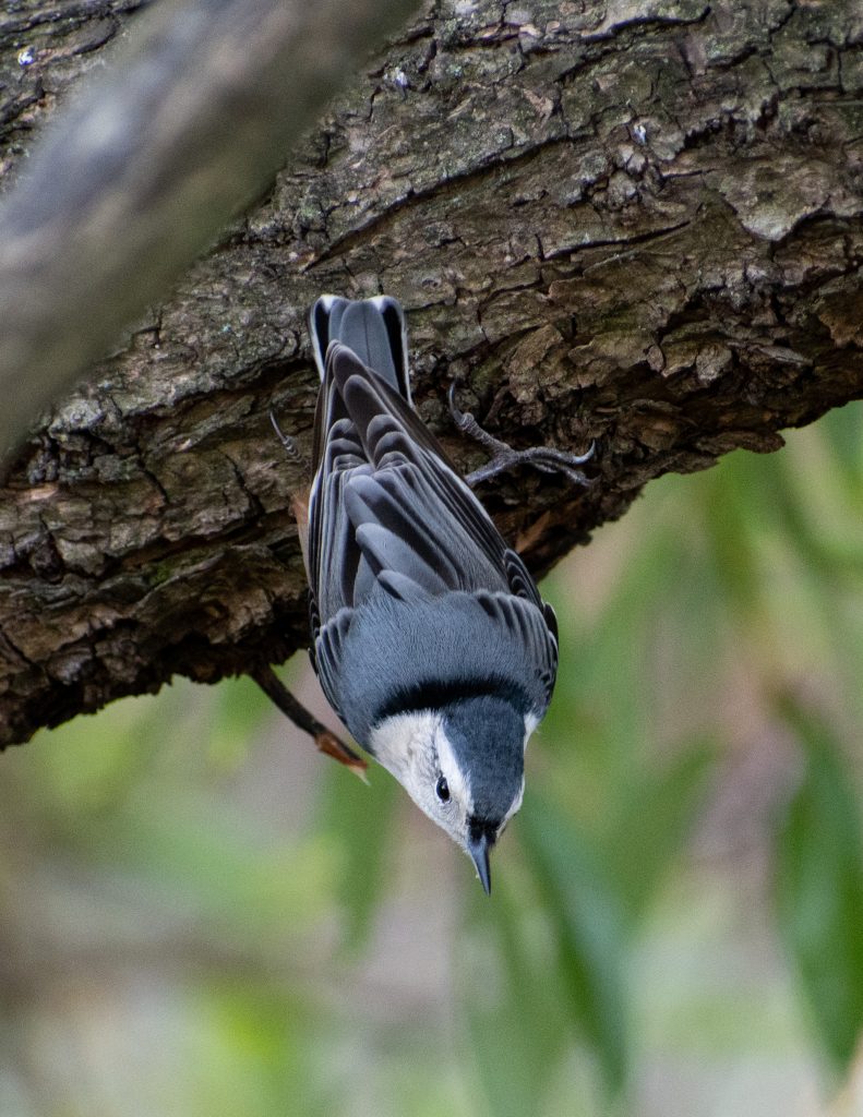 White-breasted nuthatch, Green-wood Cemetery