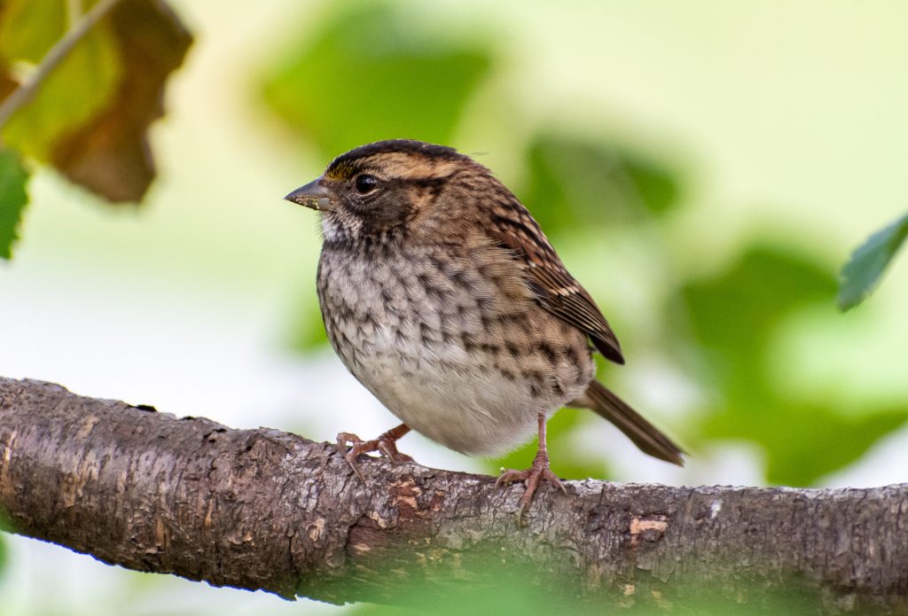 White-throated sparrow, Prospect Park