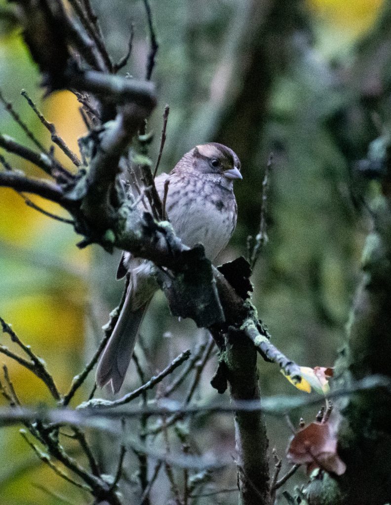 White-throated sparrow, Prospect Park