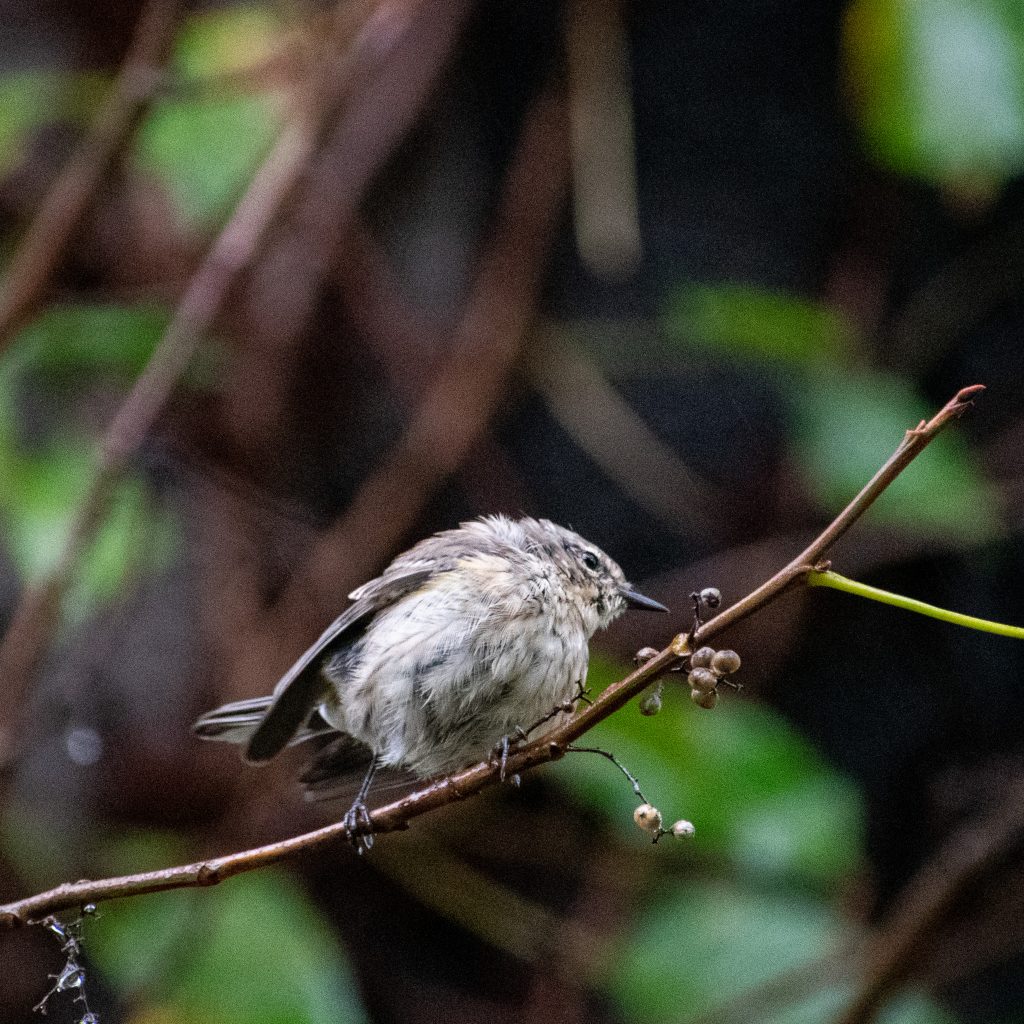 Yellow-rumped warbler, Prospect Park
