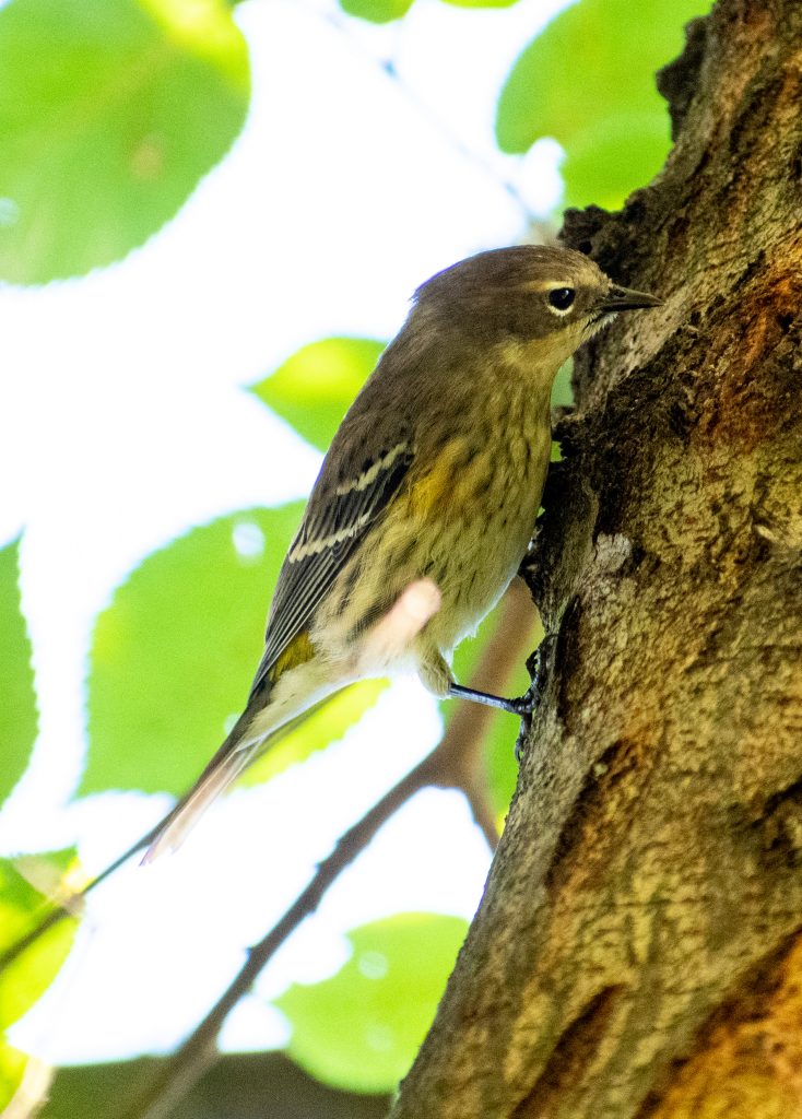 Yellow-rumped warbler, Prospect Park Yellow-rumped warbler, Prospect Park