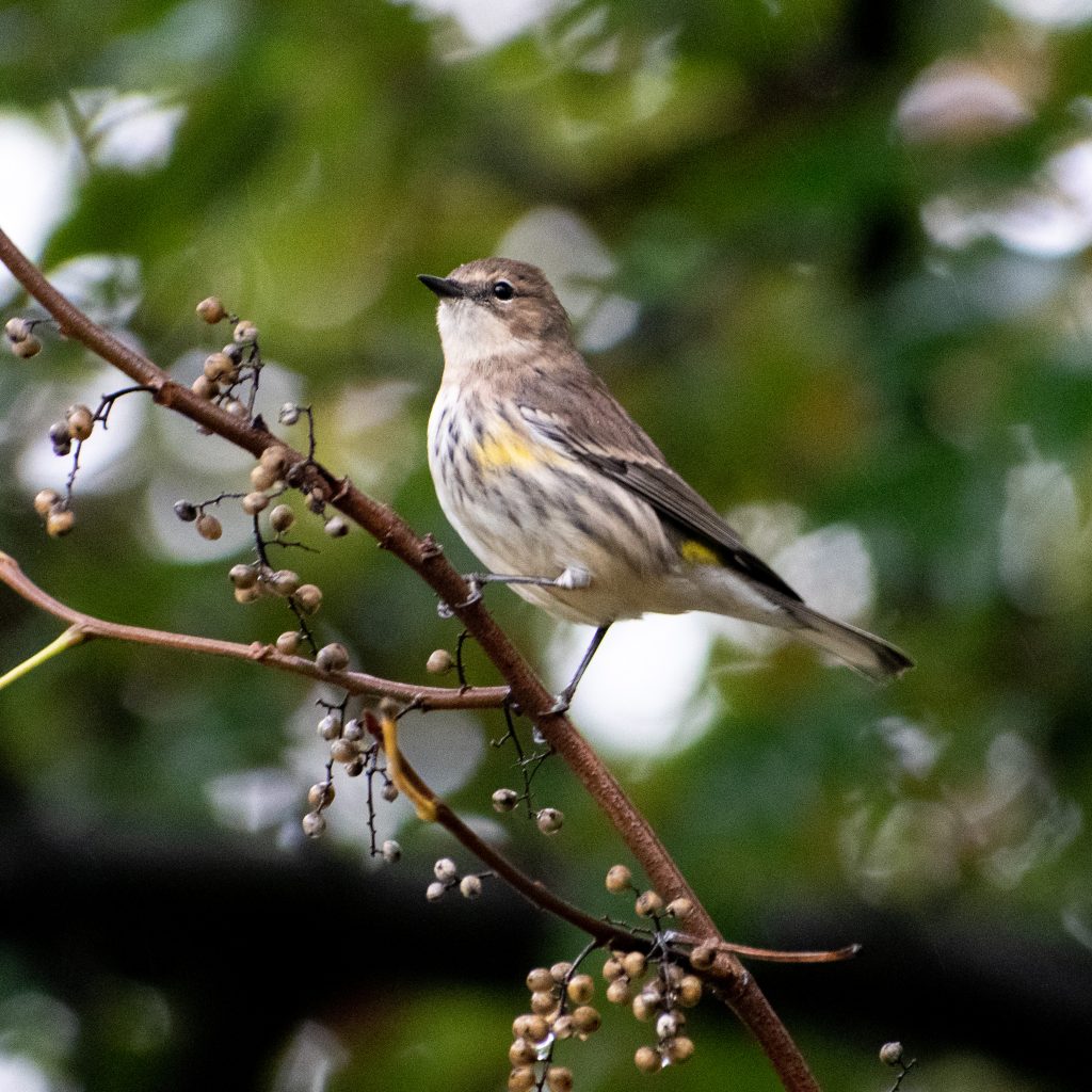 Yellow-rumped warbler, Prospect Park