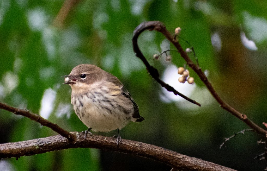 Yellow-rumped warbler, Prospect Park