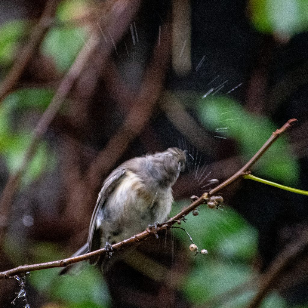 Yellow-rumped warbler, Prospect Park