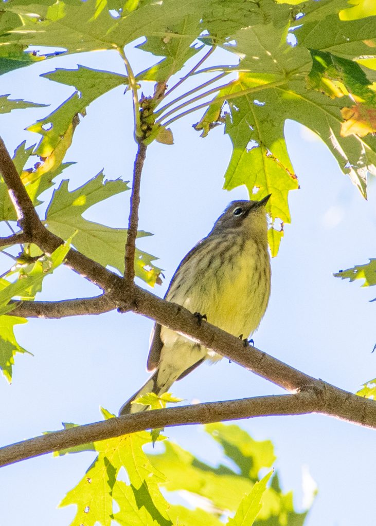 Yellow-rumped warbler (myrtle), Prospect Park