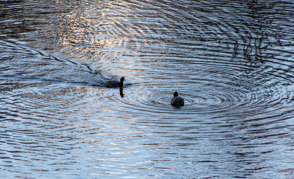 American coots, Prospect Park American coots, Prospect Park