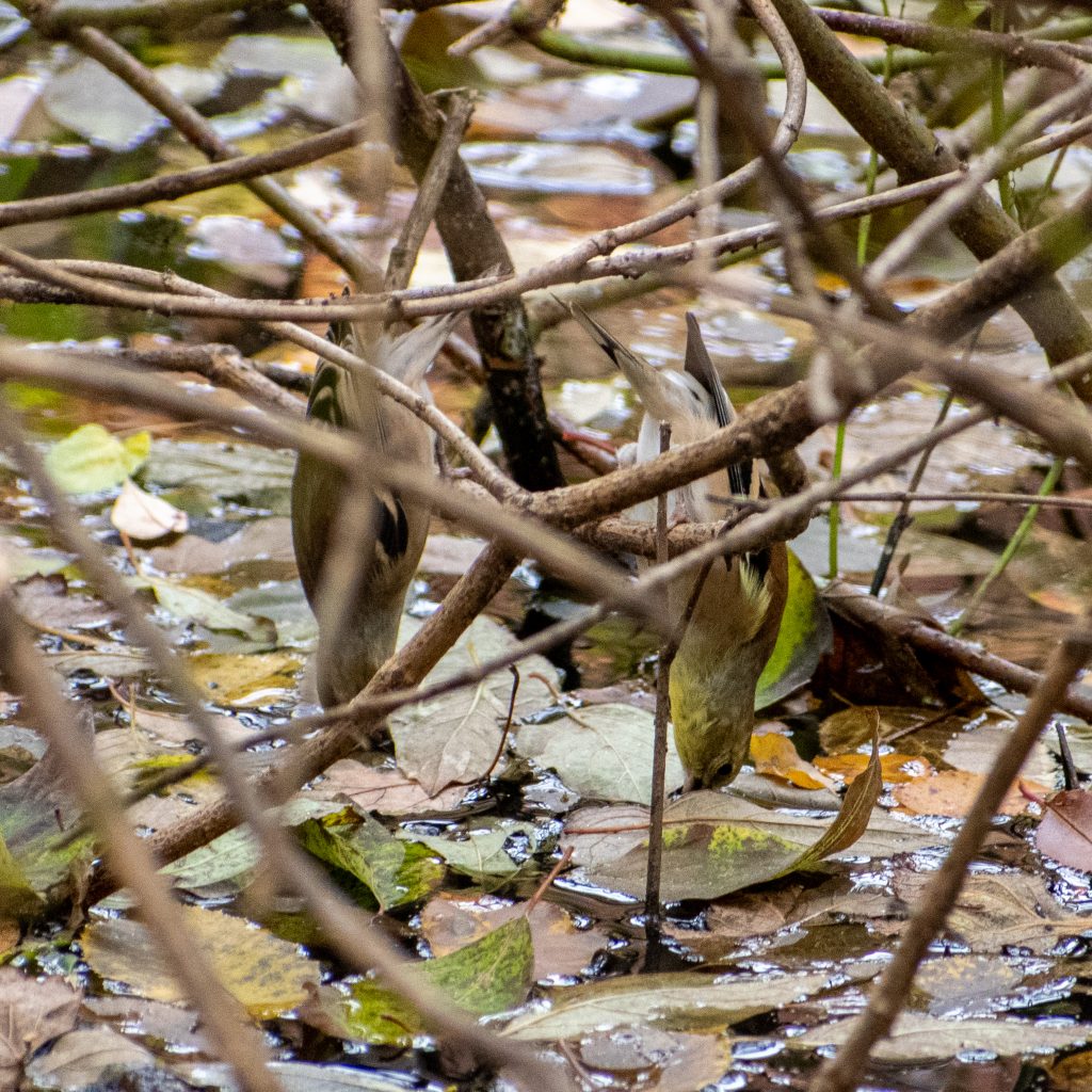 American goldfinches, Prospect Park