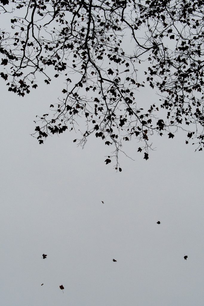 American sycamore, Prospect Park