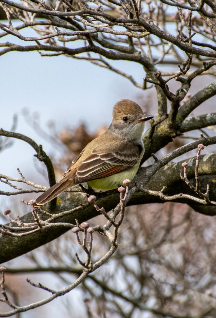Ash-throated flycatcher, Greenwood Cemetery