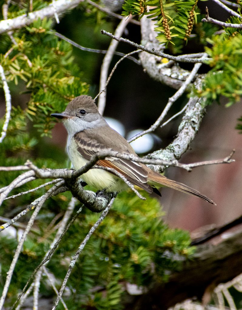 Ash-throated flycatcher, Greenwood Cemetery
