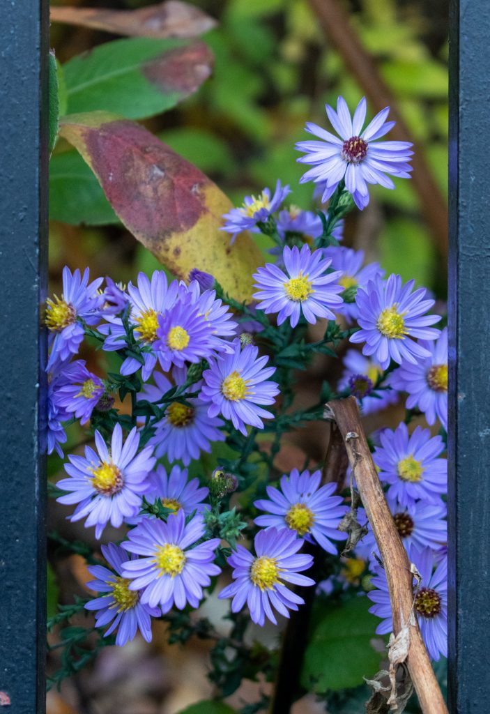 Asters, Prospect Park