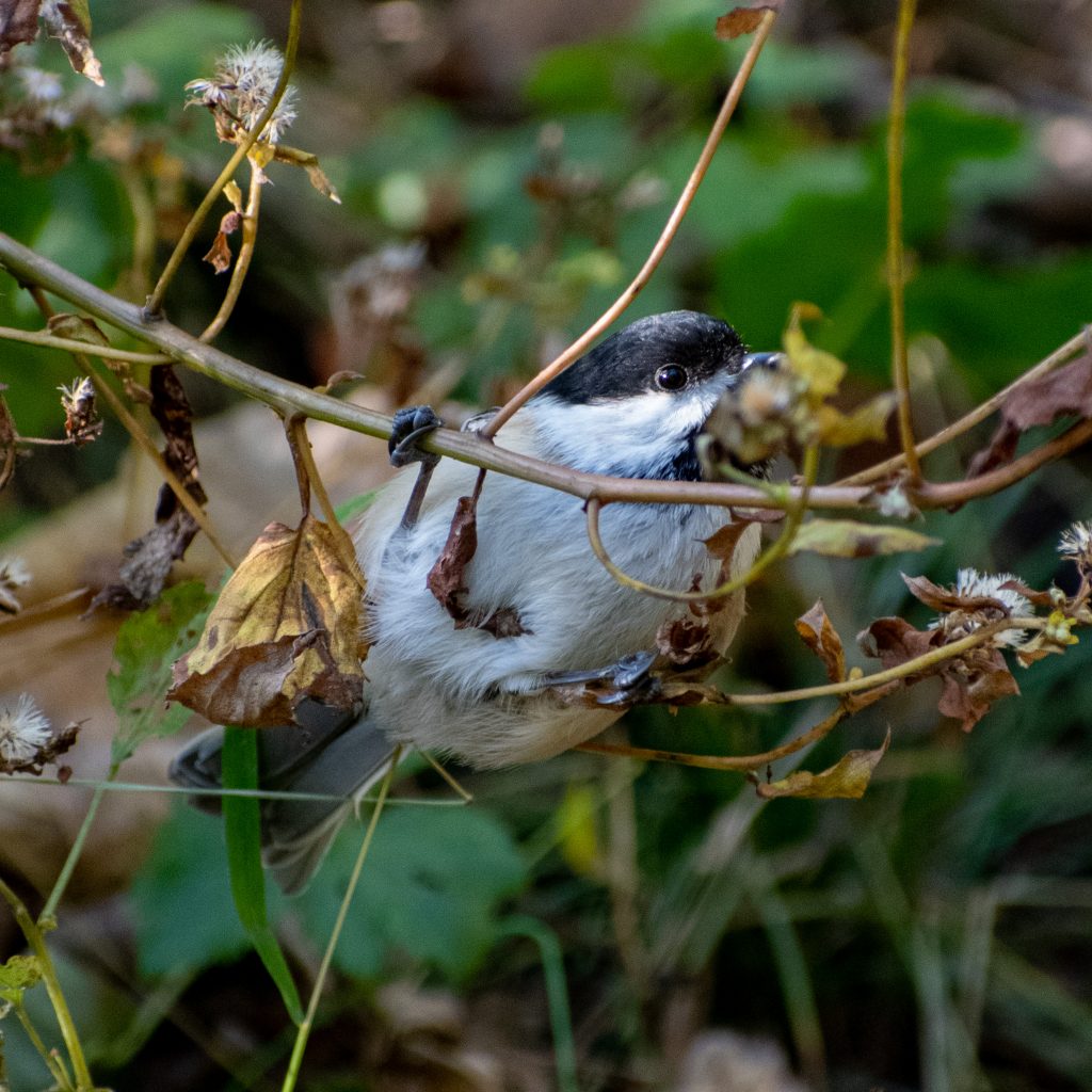 Black-capped chickadee, Prospect Park