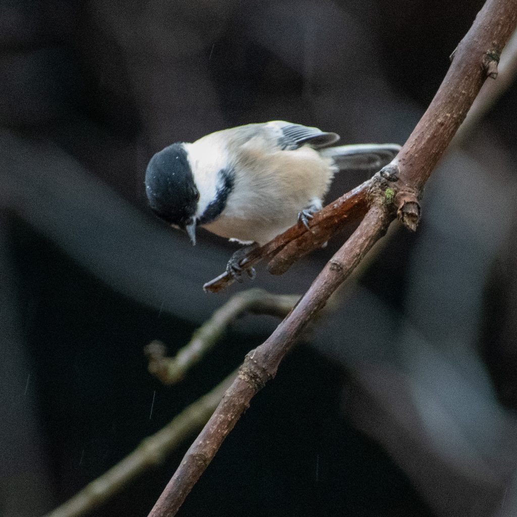 Black-capped chickadee, Lullwater, Prospect Park