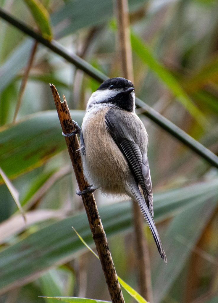 Black-capped chickadee, Prospect Park