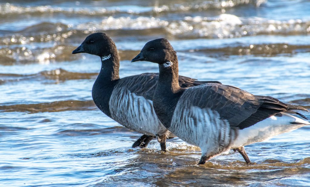 Brants (Atlantic), Plumb Beach