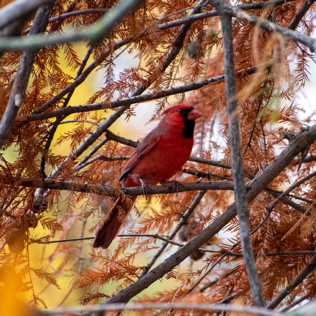 Cardinal, in baldcypress, Prospect Park
