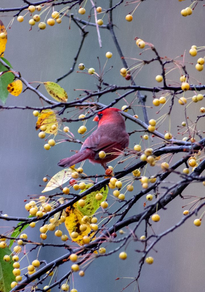 Cardinal (male), Prospect Park
