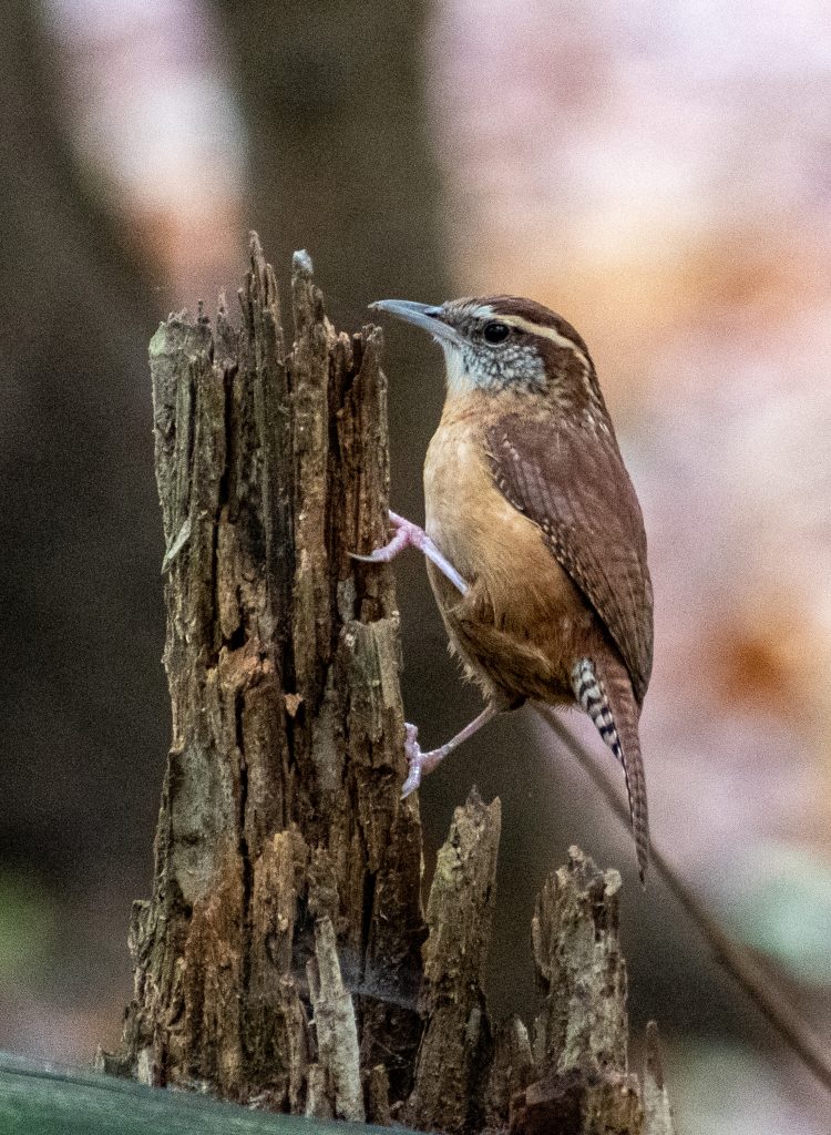 Carolina wren, Prospect Park