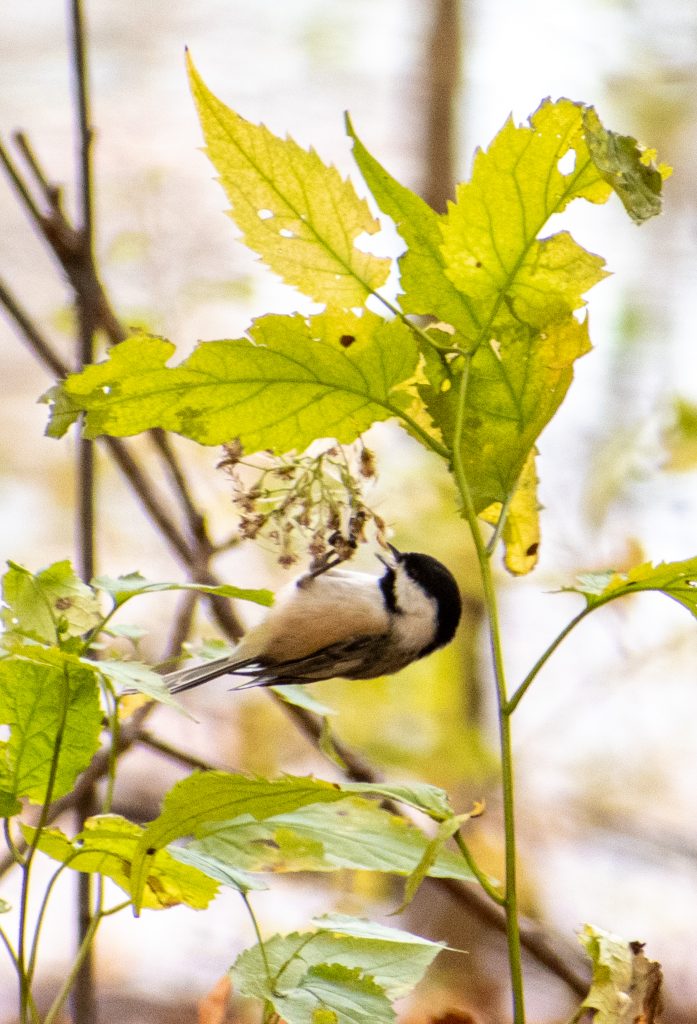 Black-capped chickadee, Prospect Park