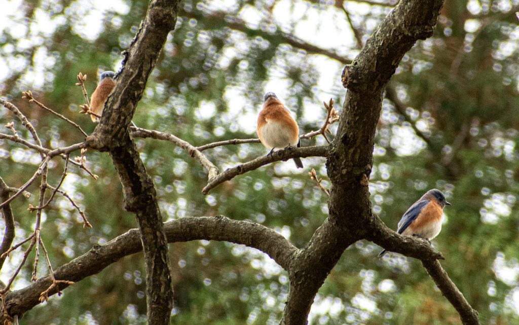 Eastern bluebirds, Greenwood Cemetery