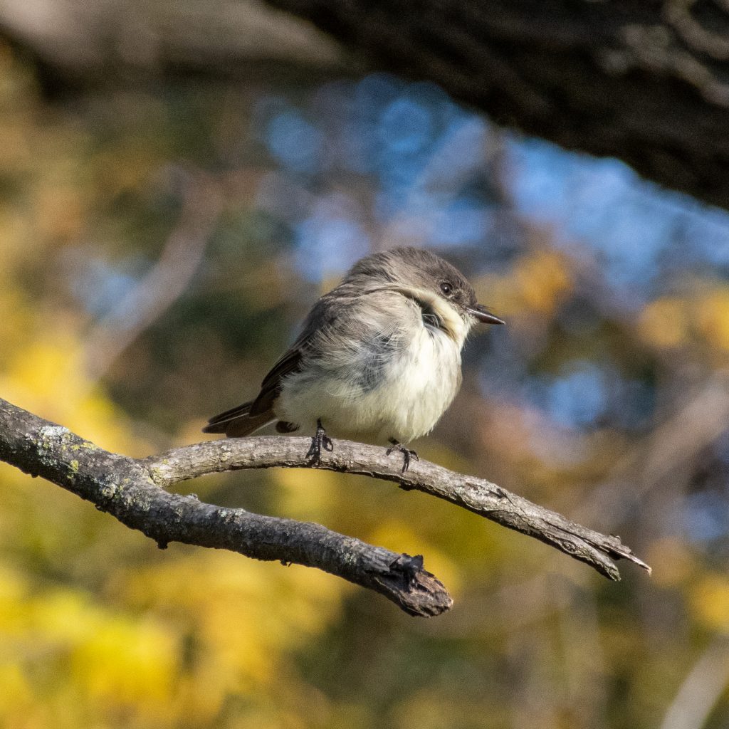 Eastern phoebe, Prospect Park